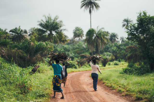 Women carrying firewood in Sierra Leone.