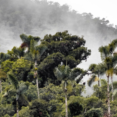 rainforest, Amazon, Peru