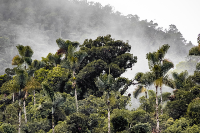 rainforest, Amazon, Peru